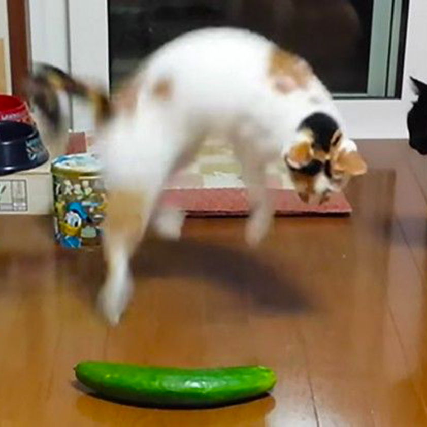 ARE CUCUMBERS USEFUL FOR THINGS OTHER THAN SCARING CATS? THE ANSWER MAY SURPRISE YOU!